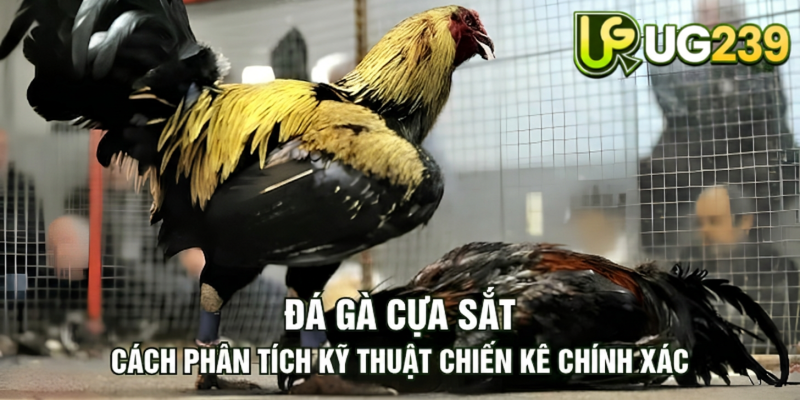 Tin tức